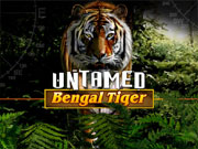 Untamed Bengal Tiger