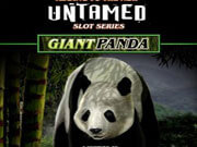 Untamed Giant Panda